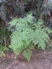 Pteris buchananii