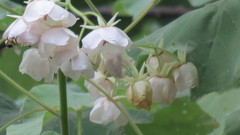 Dombeya pulchra