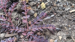 Euphorbia dallachyana