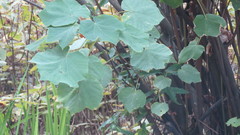Dombeya pulchra