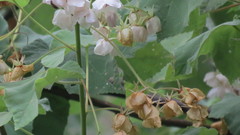 Dombeya pulchra