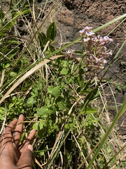 Chaenostoma floribundum