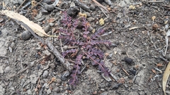 Euphorbia dallachyana