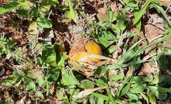Diospyros lasiocalyx