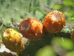 Opuntia quitensis