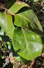 Diospyros lasiocalyx