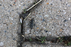 Pseudosphegesthes cinerea