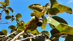 Diospyros lasiocalyx