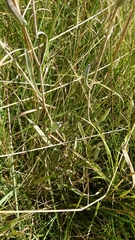 Helichrysum pannosum