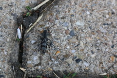 Pseudosphegesthes cinerea