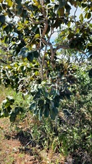 Diospyros lasiocalyx