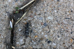 Pseudosphegesthes cinerea