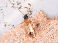 Demetrias monostigma