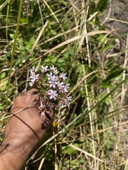 Chaenostoma floribundum
