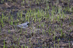 Motacilla alba