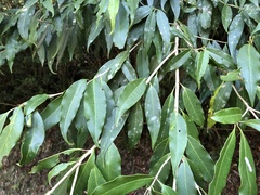 Osmanthus lanceolatus