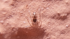 Oecobius rhodiensis