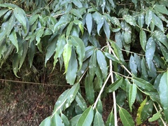 Osmanthus lanceolatus