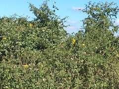 Senecio brachypodus