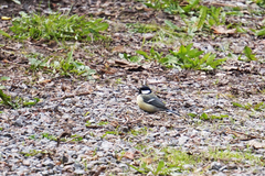 Parus major