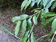 Osmanthus lanceolatus