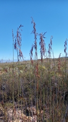 Rhodocoma arida