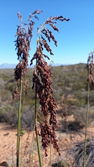 Rhodocoma arida