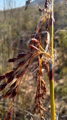 Rhodocoma arida