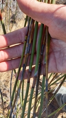 Rhodocoma arida