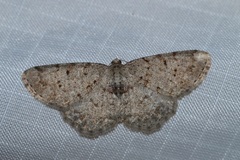 Aethalura intertexta