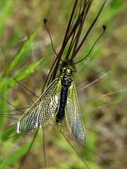 Libelloides ictericus