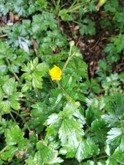 Ranunculus repens