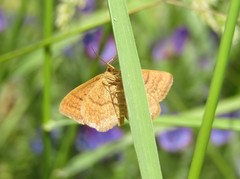 Idaea ochrata