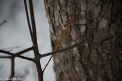 Aurantioporthe corni