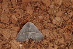 Eublemma polygramma