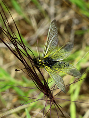 Libelloides ictericus