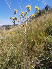 Helichrysum decorum