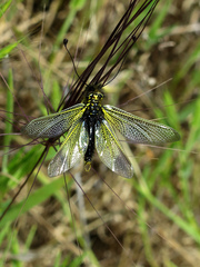 Libelloides ictericus