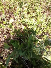Nidorella ivifolia