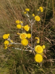 Helichrysum decorum