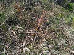 Acer pseudosieboldianum