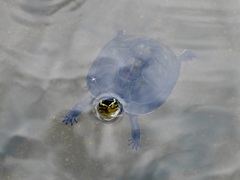 Cuora amboinensis kamaroma