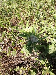 Nidorella ivifolia