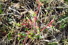 Acer pseudosieboldianum