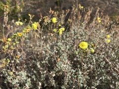 Calceolaria polifolia