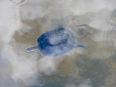 Cuora amboinensis kamaroma