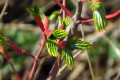 Acer pseudosieboldianum
