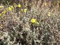 Calceolaria polifolia