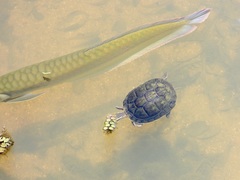 Cuora amboinensis kamaroma