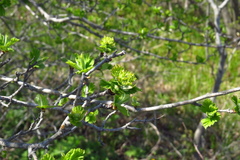 Crataegus maximowiczii